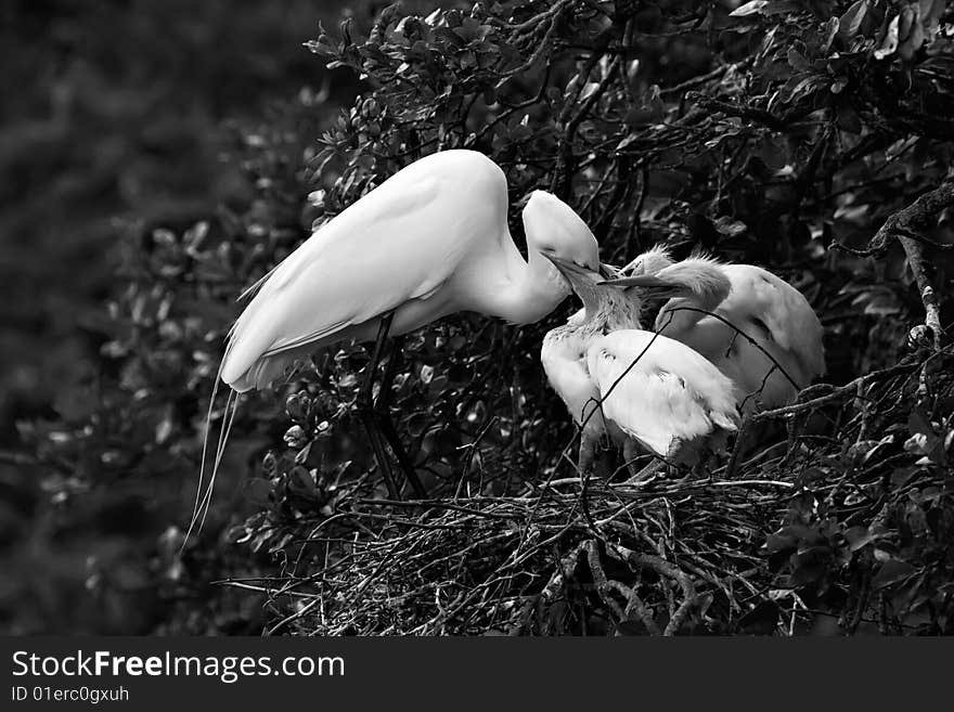 Black and white image of egret feeding chicks. Black and white image of egret feeding chicks