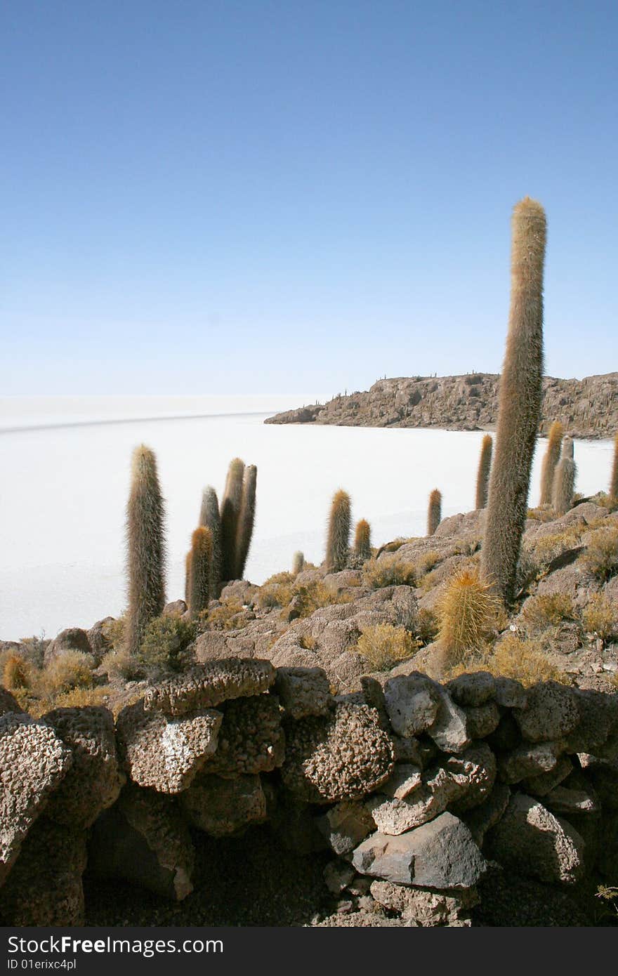 Cactuses in salt desert in bolivia. Cactuses in salt desert in bolivia