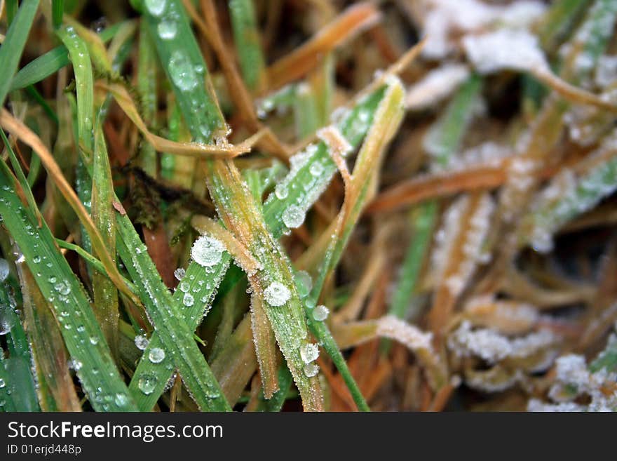 Frozen drops in the winter on green grass