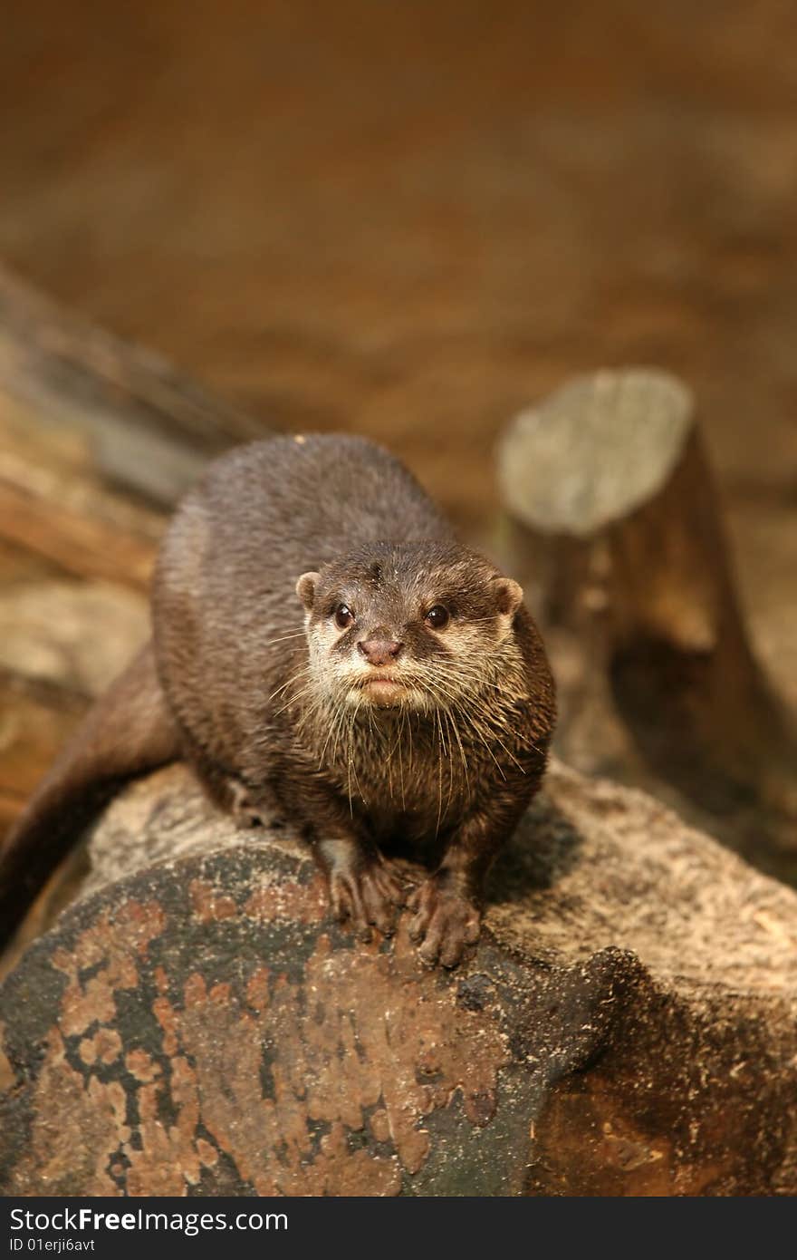 Otter on a log looking at you