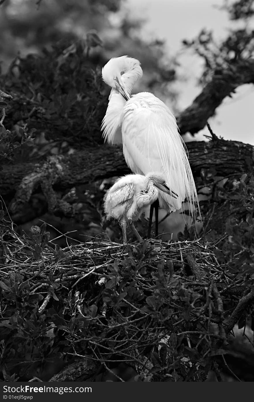 Mother and Egret Chick rests in nest. Mother and Egret Chick rests in nest