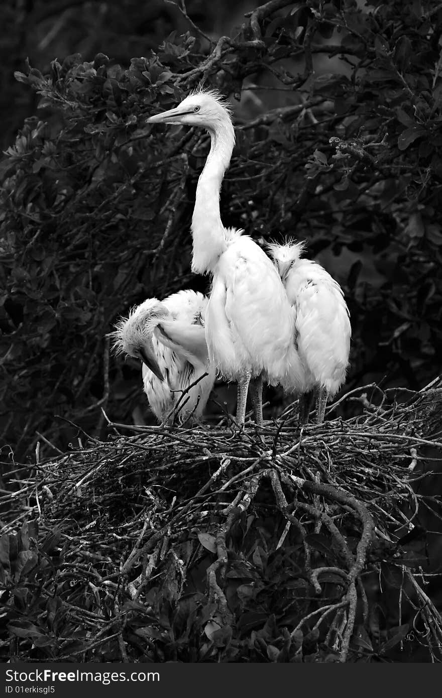 Three Egret Chicks