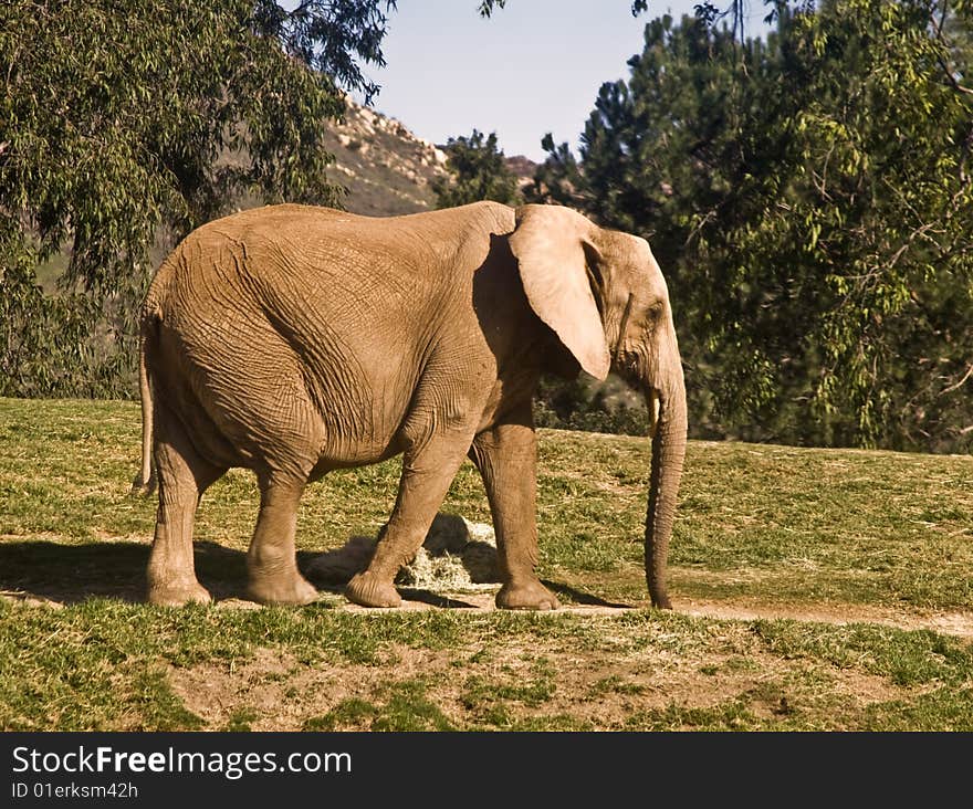 Elephant taking a stroll