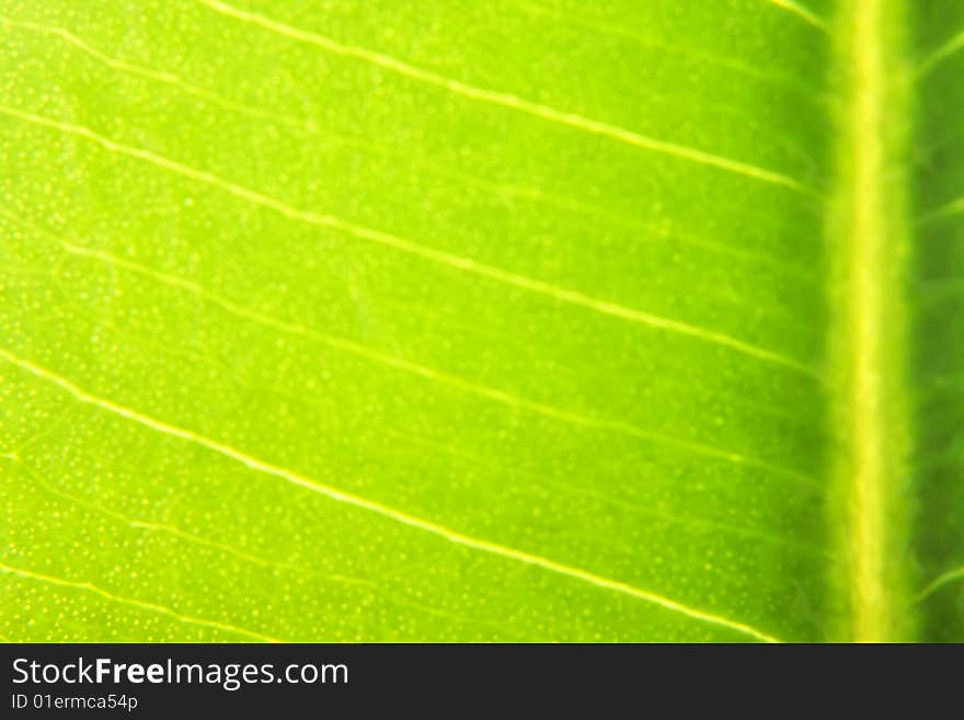 background of leaf close up. background of leaf close up