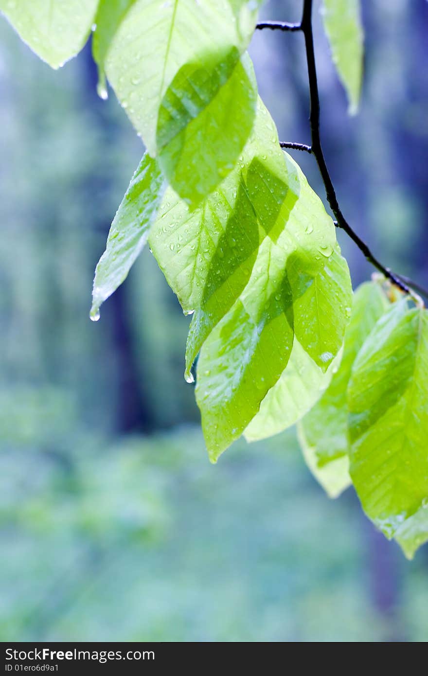 Green leaves in spring on a blue background