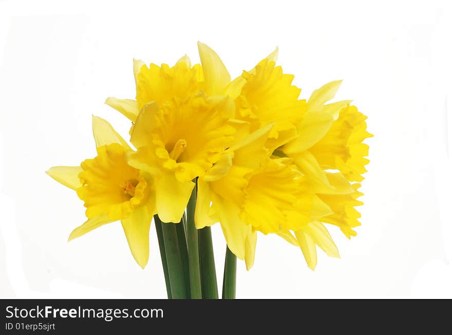 Daffodils