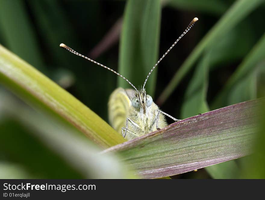 The butterfly on green sheet (macroshooting)