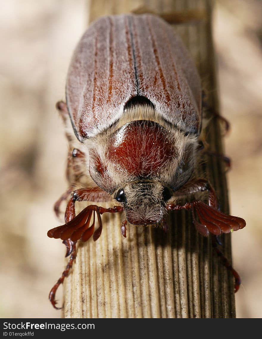 Fullface of a may-bug on a branch with the fluffed up moustaches