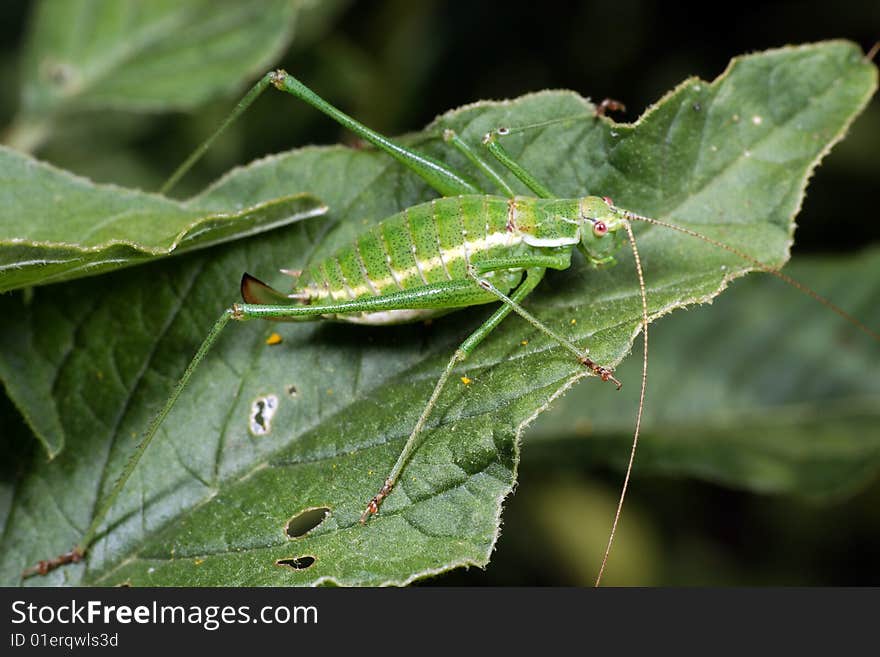 Green grasshopper with long moustaches and paws