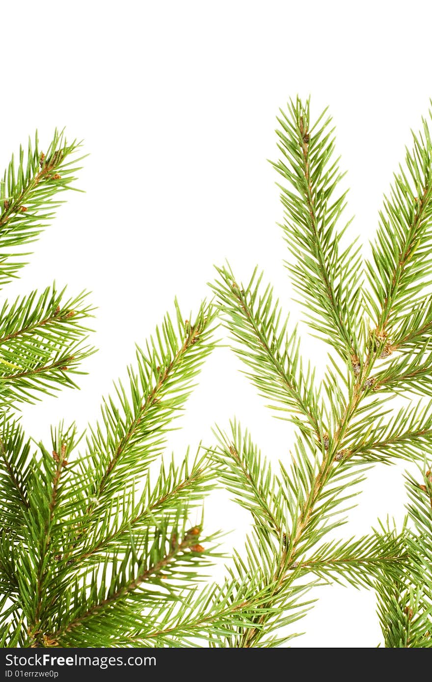 Fir Branch