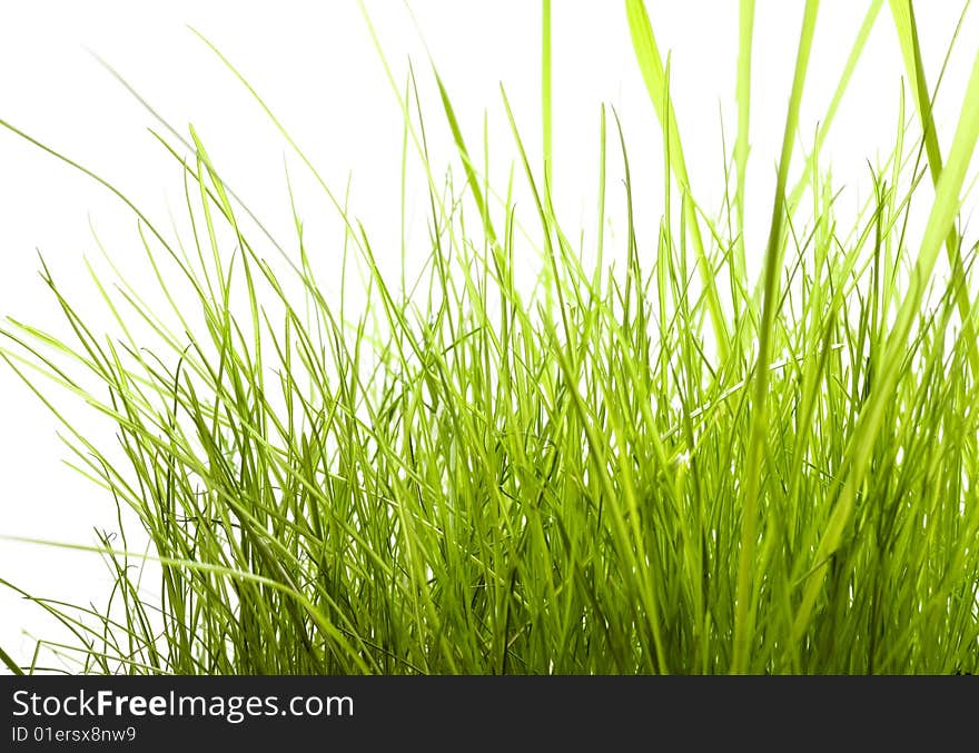 Green Grass Isolated On White