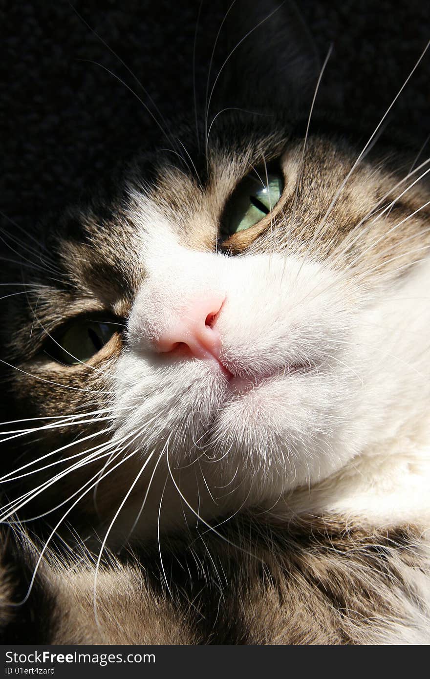 Cat`s Close-up