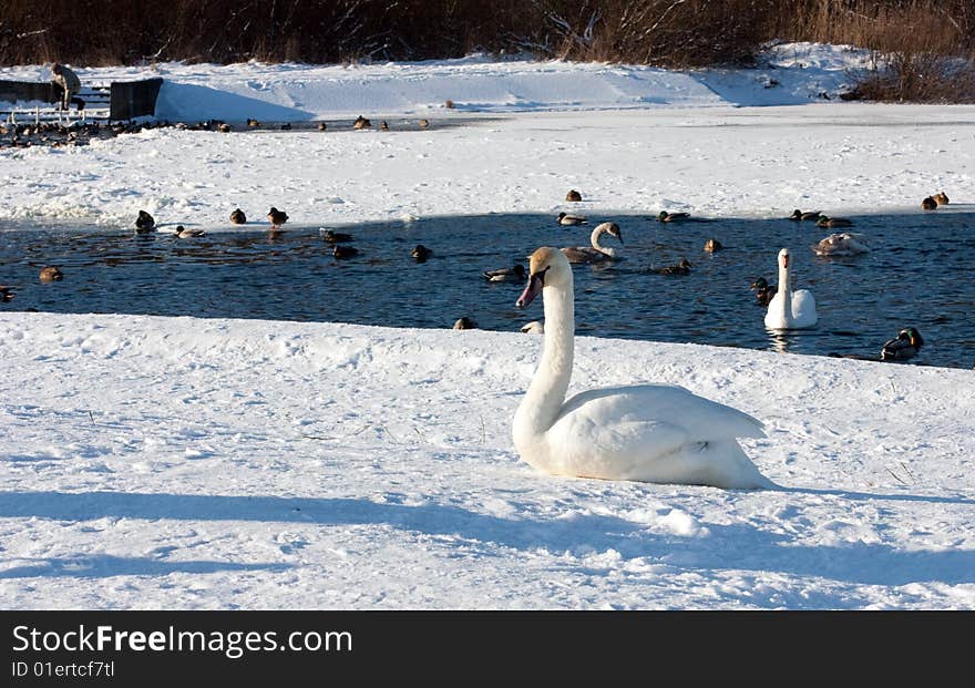 Single young swan on the rever shore