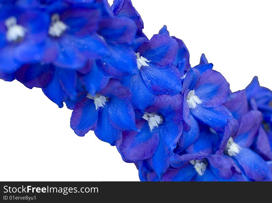 Indigo Flowers