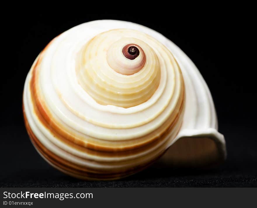 Shell