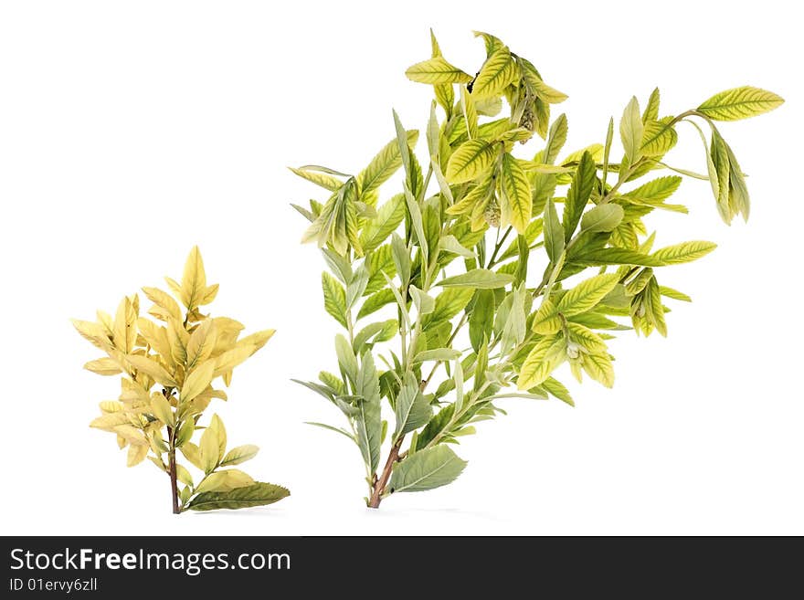 Plant isolated on white background.