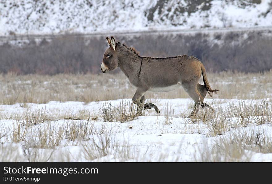 Donkey out in winter pasture seems content in spite of a cold winter.