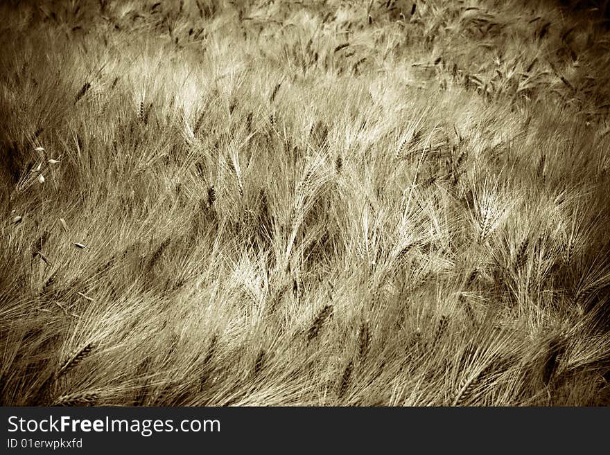 A vintage wheat field picture