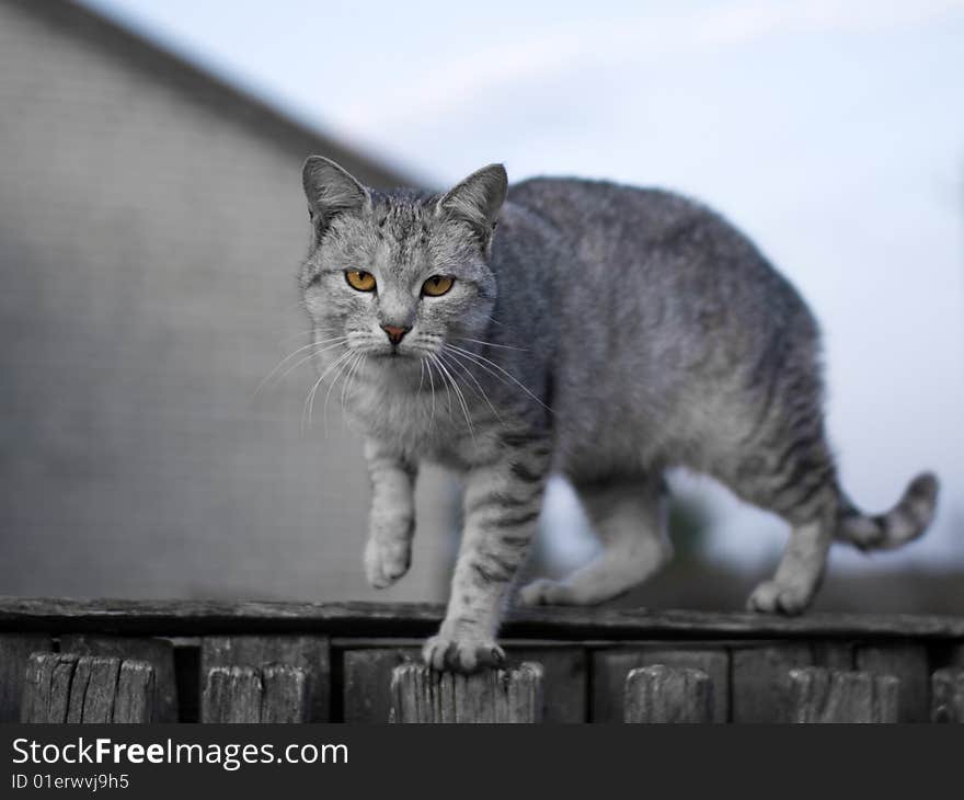 Gray cat - shallow DOF, focus on eyes