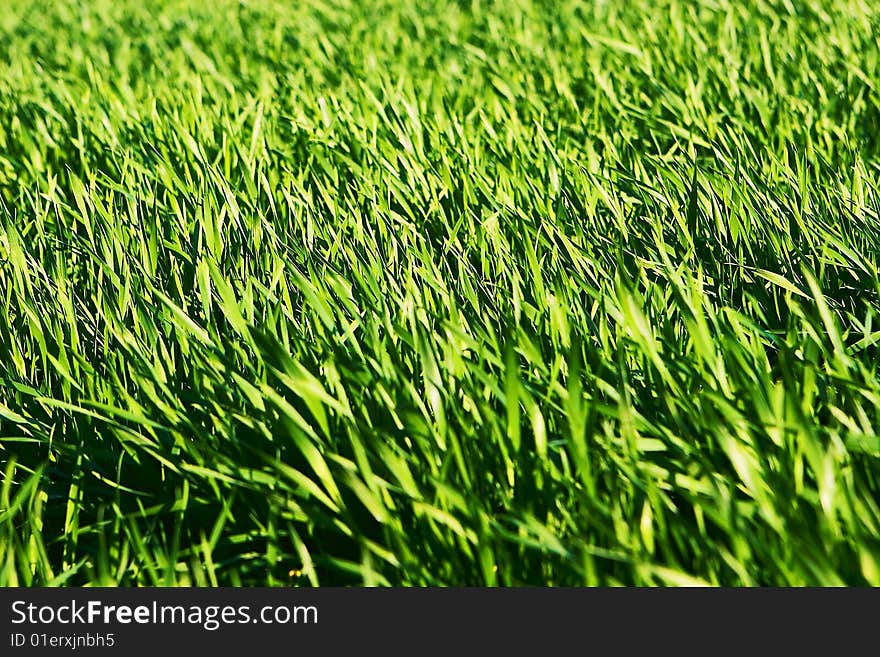 Close-up of fresh green grass