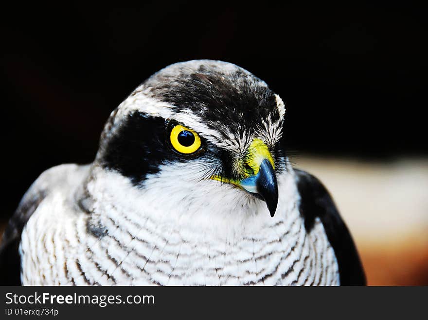 Hawk close up with yellow eyes