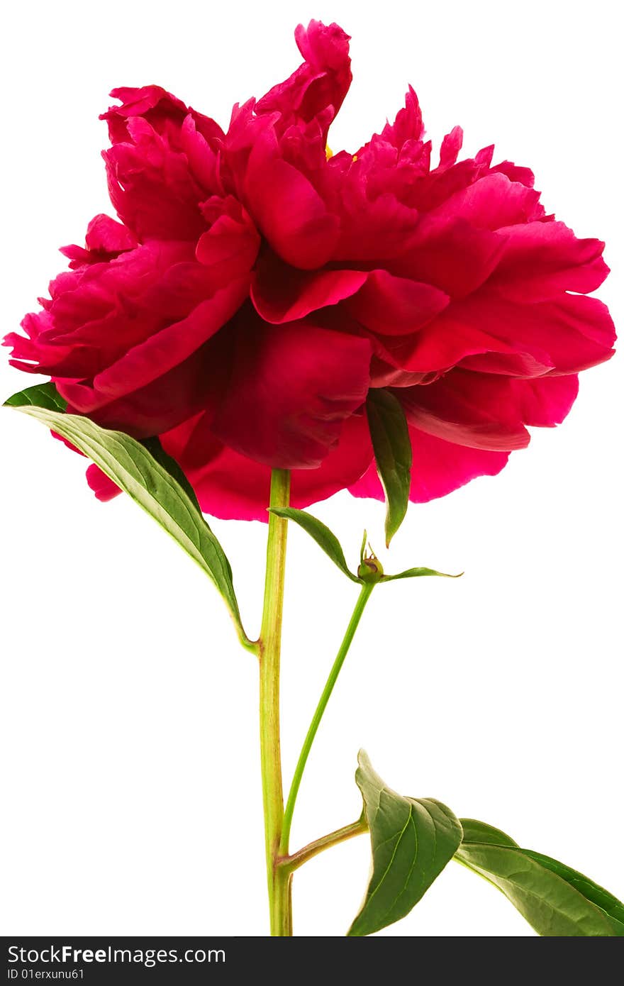 Beautiful brightly red flower on a white background