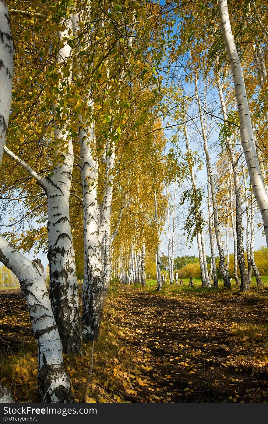 Birch grove - orange autumn leaves and clear blue sky