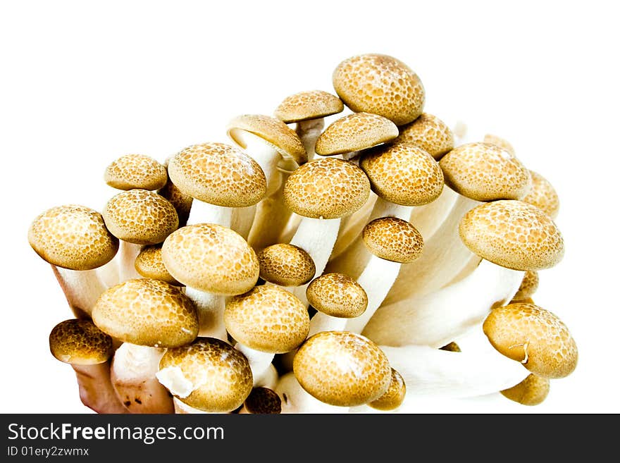 Some wild and edible mushrooms on white. Some wild and edible mushrooms on white