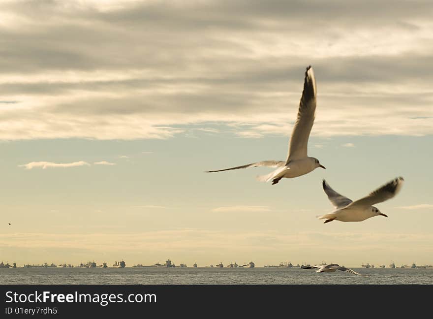 Three seagulls between sea and clouds