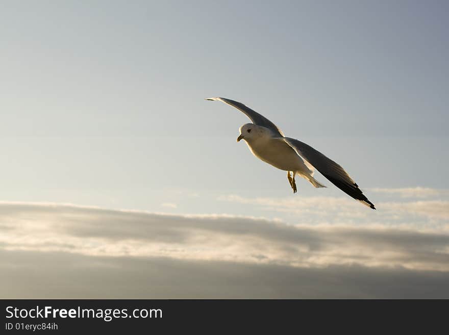 Seagull on the bright blue sky. Seagull on the bright blue sky