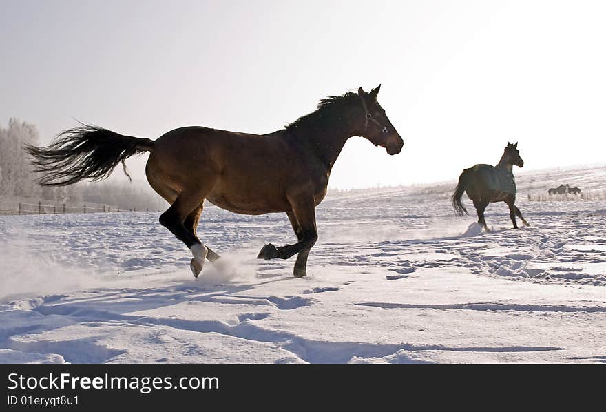 Horses