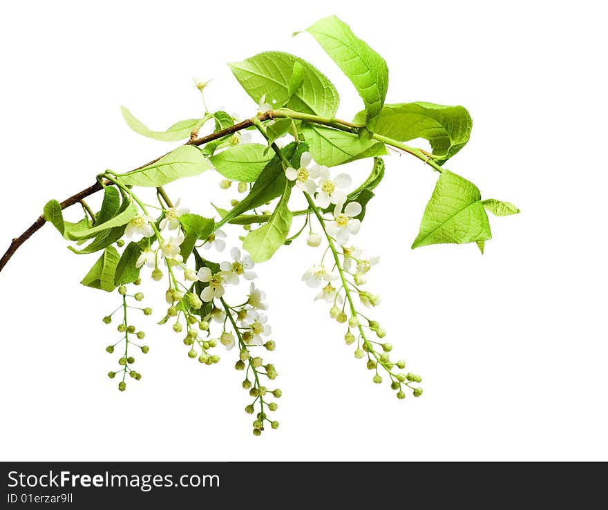 Beautiful flower isolated on white background. Beautiful flower isolated on white background