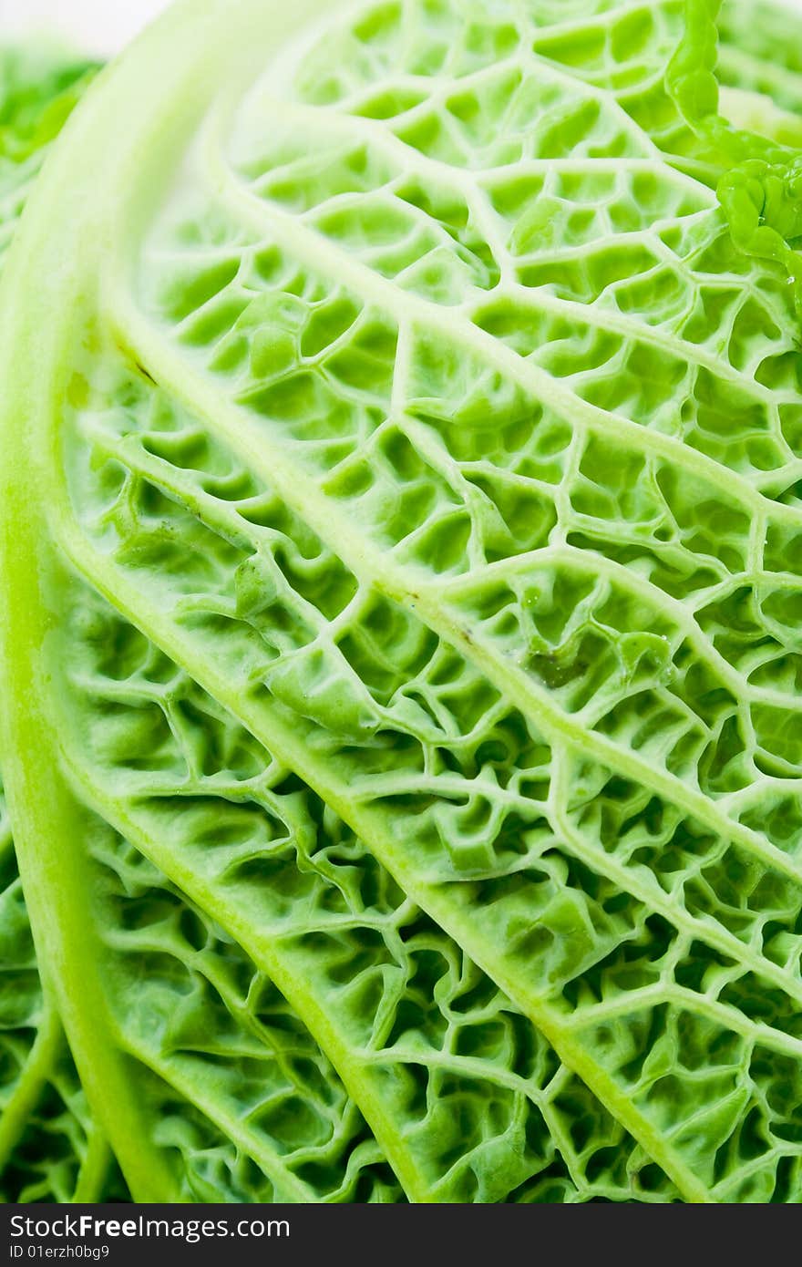 Close up of cabbage leaf