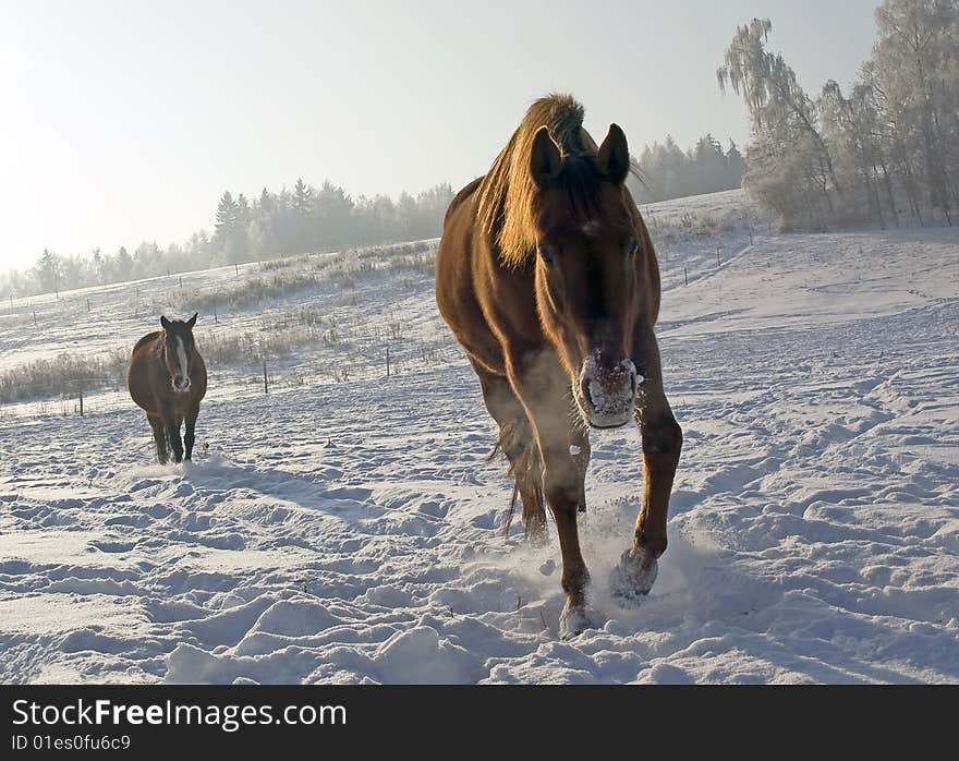 Run  riding horses in town Sabina.