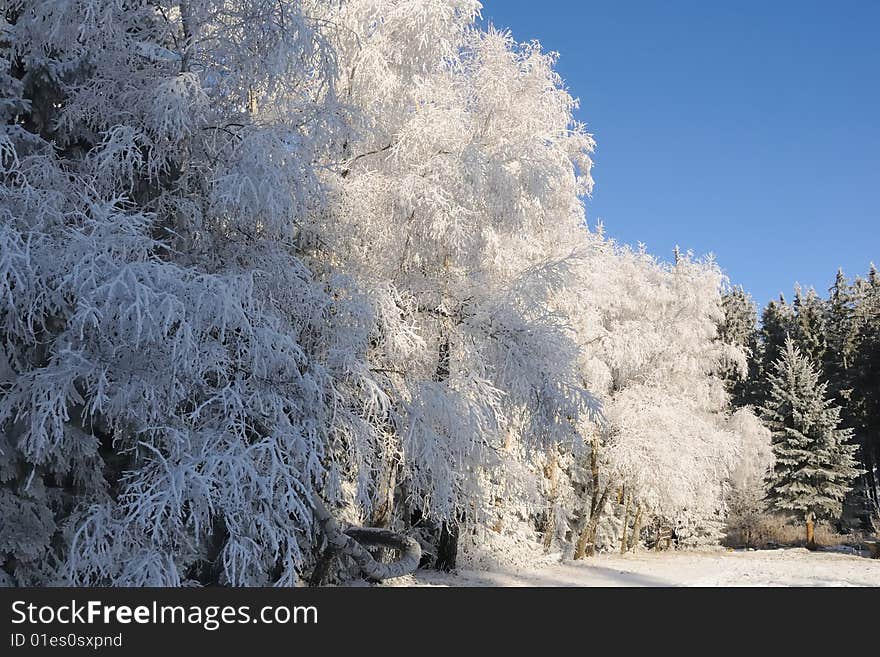 Snowy trees no.3