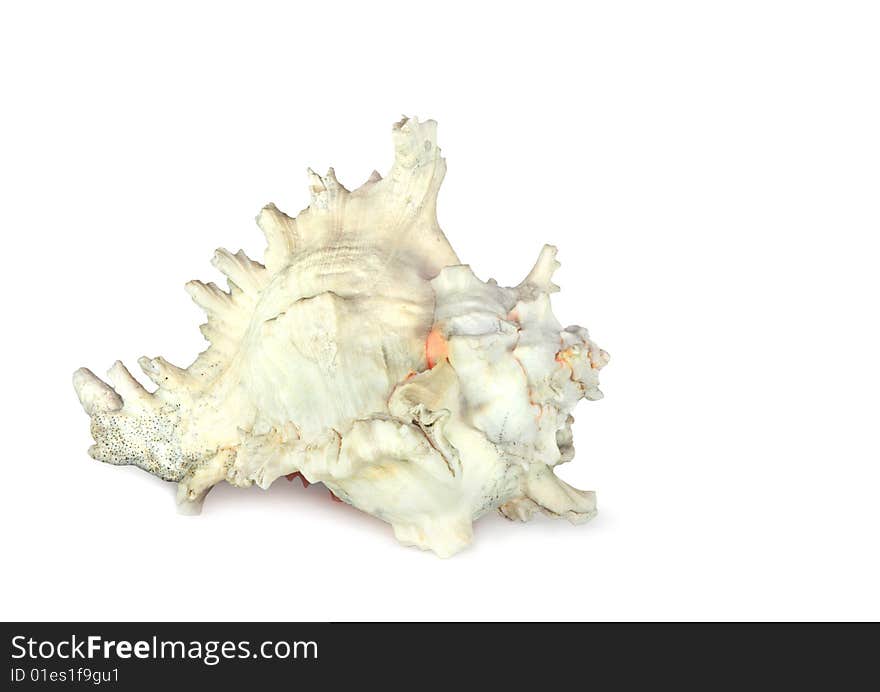 Conch sea shell, over white background. Conch sea shell, over white background.