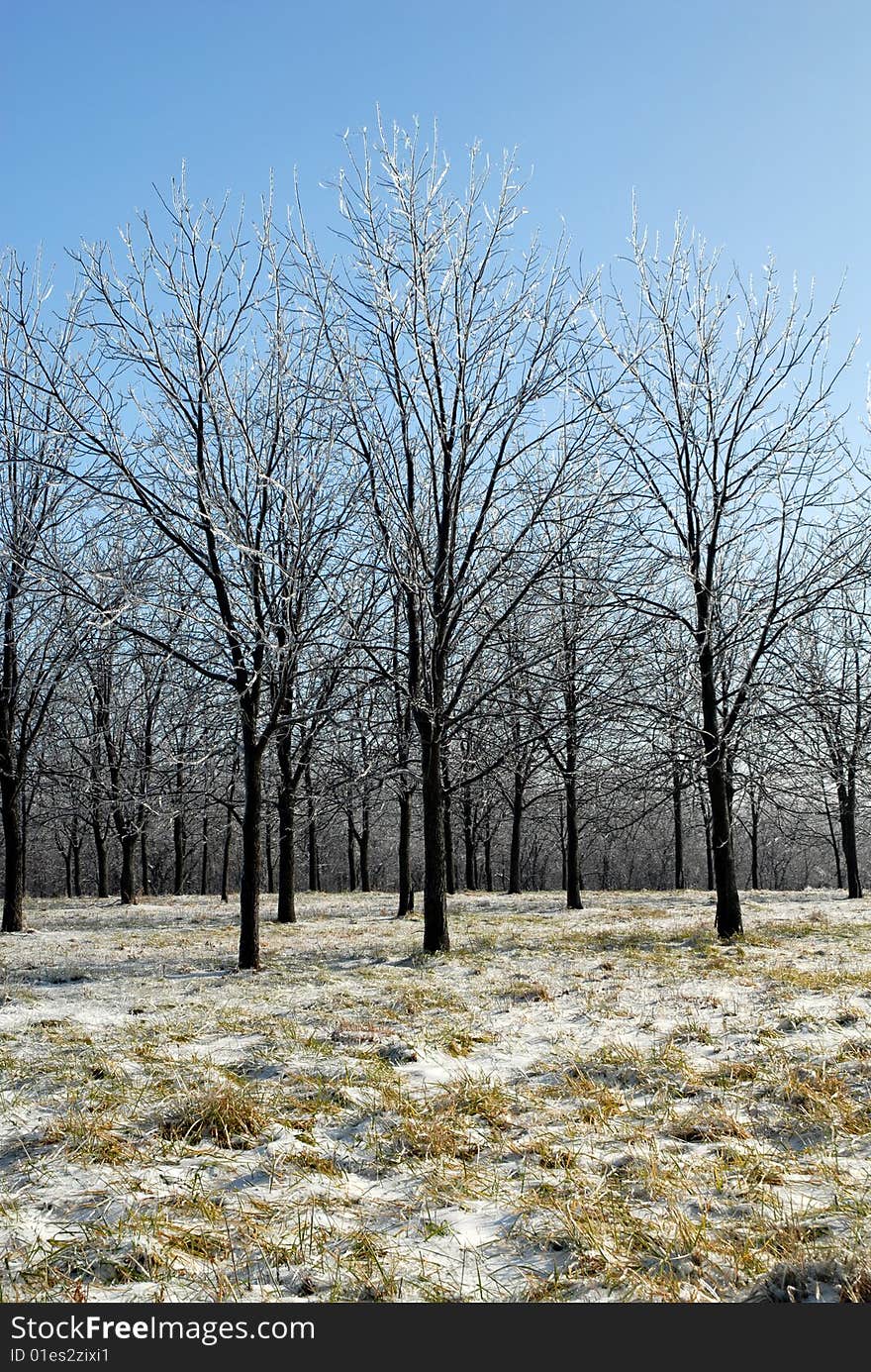 Winter Trees