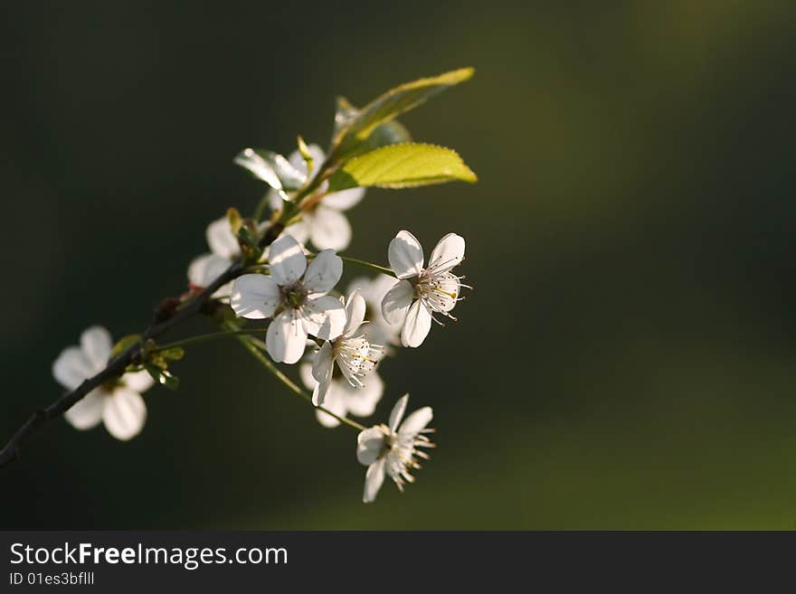 Cherry-tree