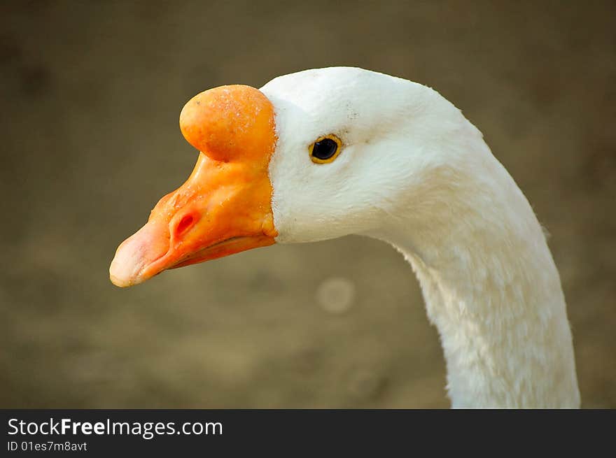 Closeup of a colourful kind of goose taken al Jerez de la Frontera Zoo, Cadiz, Spain.