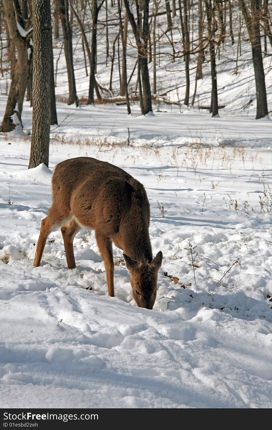 Whitetail deer feeding in snow