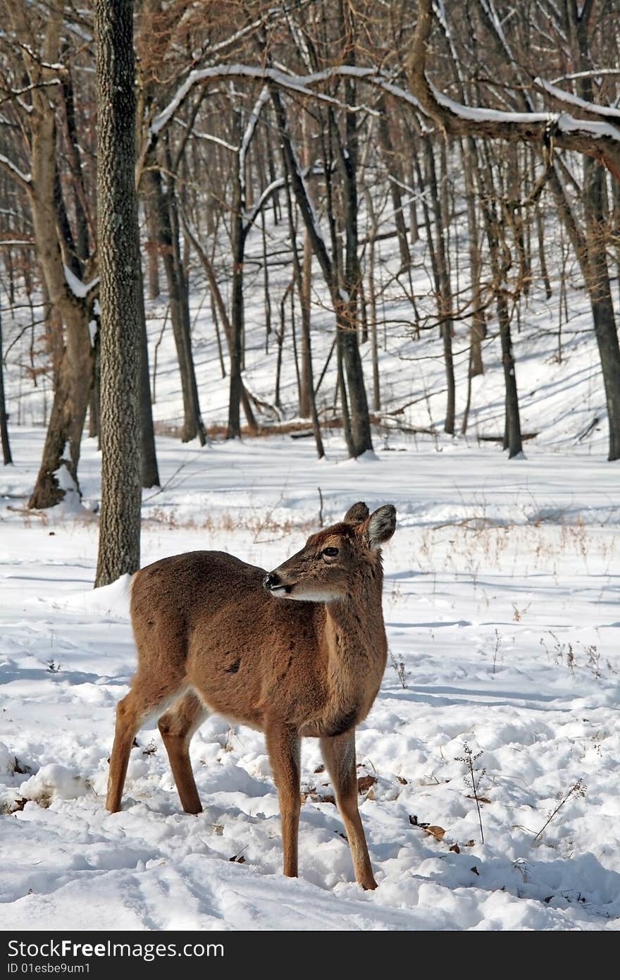 Whitetail deer in snow field