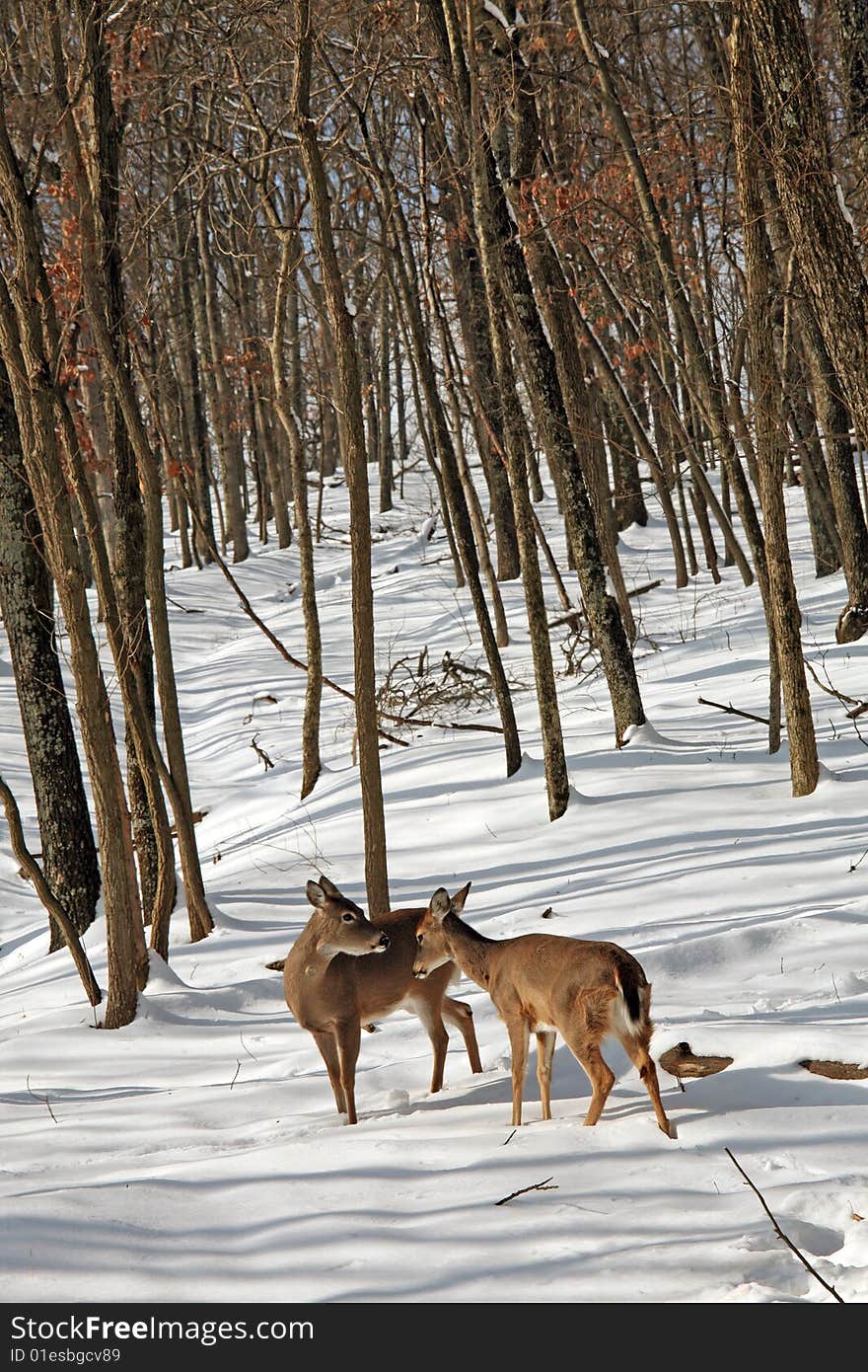 Mother deer with yearling in snow