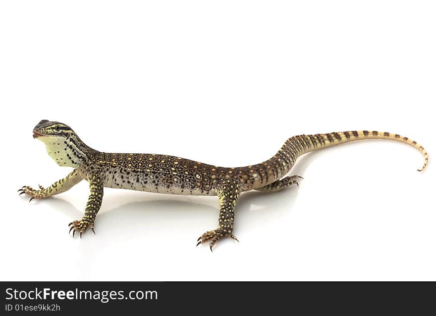 Argus Monitor Lizard (Varanus panoptes) isolated on white background.