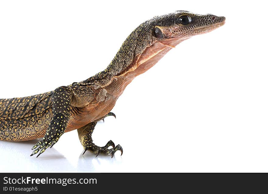 Peach Throat Monitor Lizard (Varanus jobiensis) isolated on white background.