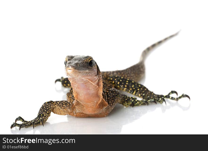 Peach Throat Monitor Lizard (Varanus jobiensis) isolated on white background.