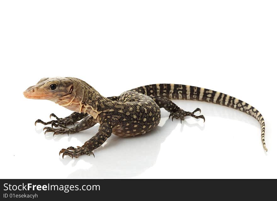 Yellow Monitor Lizard (Varanus flavescens) isolated on white background.