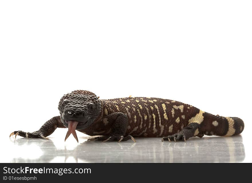 Mexican Beaded Lizard (Heloderma horridum) isolated on white background.