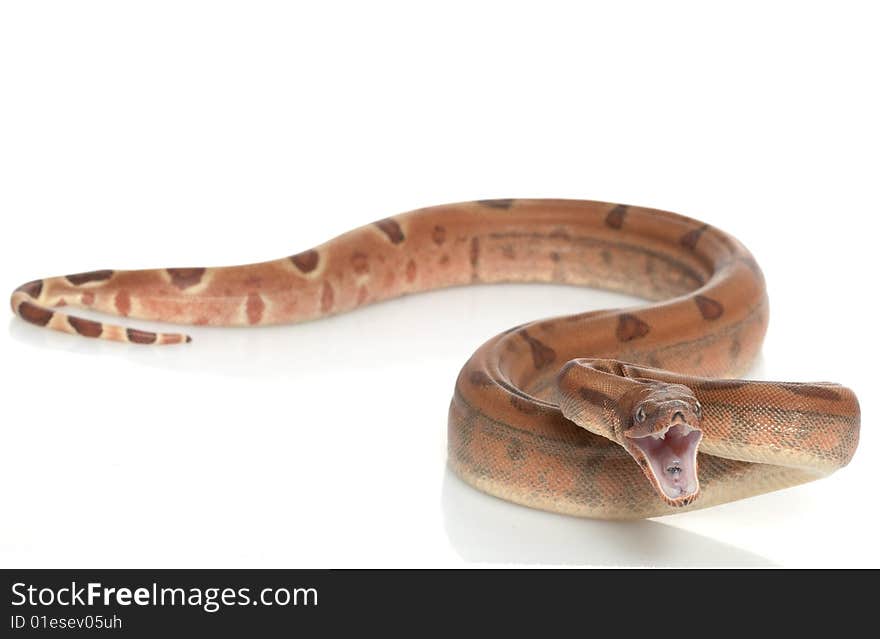 Hypo Central American Boa (Boa constrictor imperator) isolated on white background.