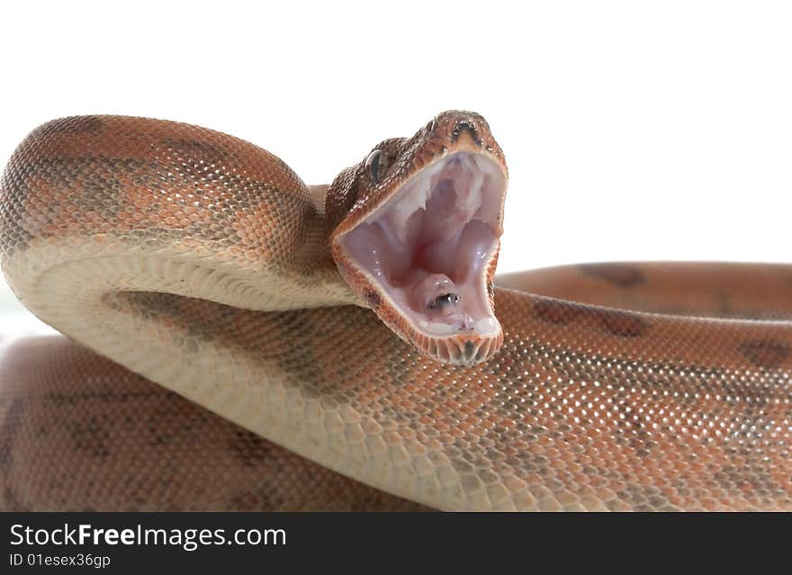 Hypo Central American Boa (Boa constrictor imperator) isolated on white background.