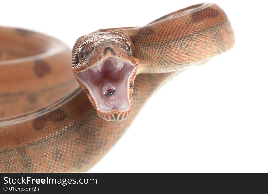 Hypo Central American Boa (Boa constrictor imperator) isolated on white background.